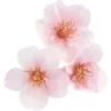 💮