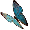 🦋