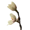 🌸