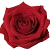 🥀