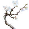 🌸