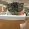 🐈‍⬛