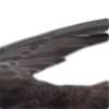 🐦‍⬛