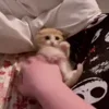 🐈‍⬛