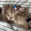 💗