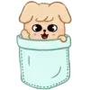 🐶