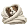 🦝