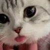 🐈‍⬛