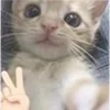 🐈
