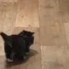 🐈‍⬛