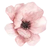 🌷