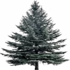 🌲