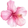 🌺