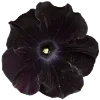 💐