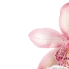 🌺