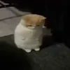 🐈‍⬛