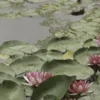 🪷