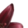 🌺