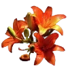 💐
