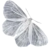 🦋