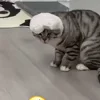🐈‍⬛