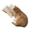 🐱