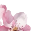 🌸
