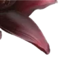 🌺