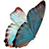 🦋