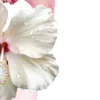 🌺
