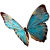 🦋