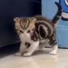🐈‍⬛