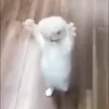 🐈‍⬛