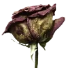 💐