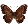🦋