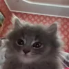 🐈‍⬛