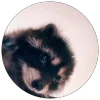 🦝