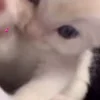 🐈‍⬛