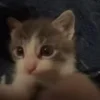 🐈‍⬛