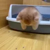🐈‍⬛