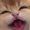 🐈‍⬛