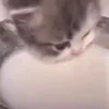 🐈‍⬛
