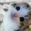 🐈‍⬛