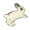 🐰
