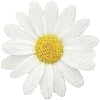 🌼