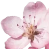 🌸