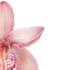 🌺