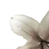 🌸