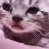 🐈‍⬛