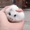 🐹